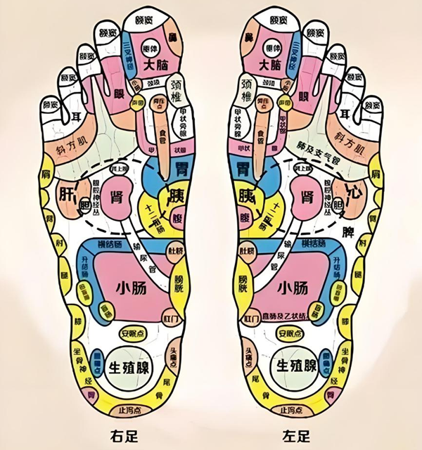 中医全息理论足底全息关系 中医全息理论足底全息关系