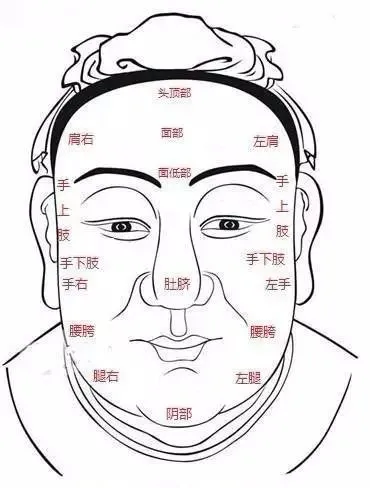 中医全息理论脸部全息关系 中医全息理论脸部全息关系