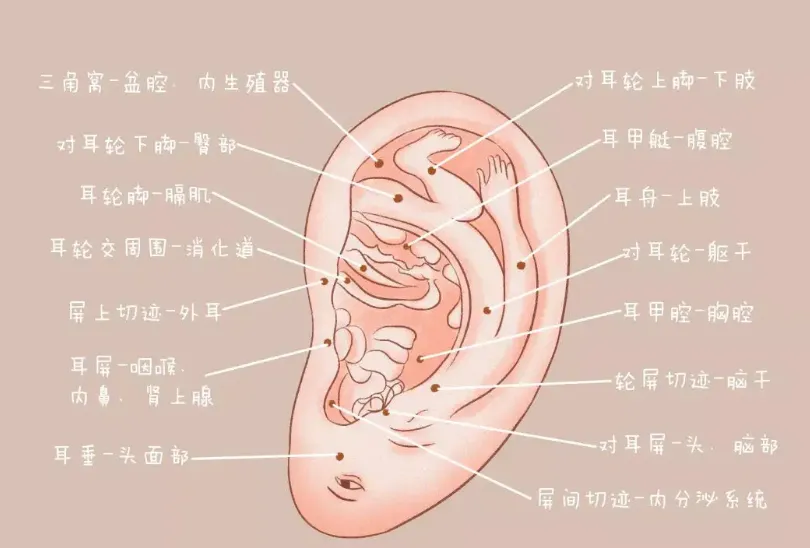中医全息理论耳部全息关系 中医全息理论耳部全息关系