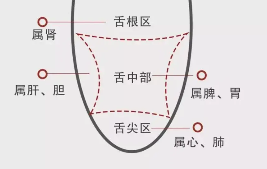 中医全息理论舌部全息关系 中医全息理论舌部全息关系
