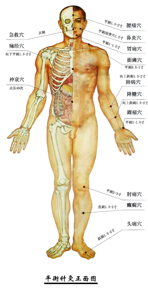平衡针灸头面部穴位图前 平衡针灸头面部穴位图前
