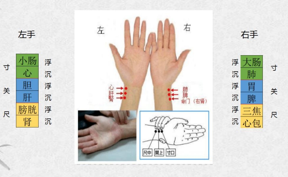 中医小白想入门？金氏五行升降中医，开启轻松学习之旅！