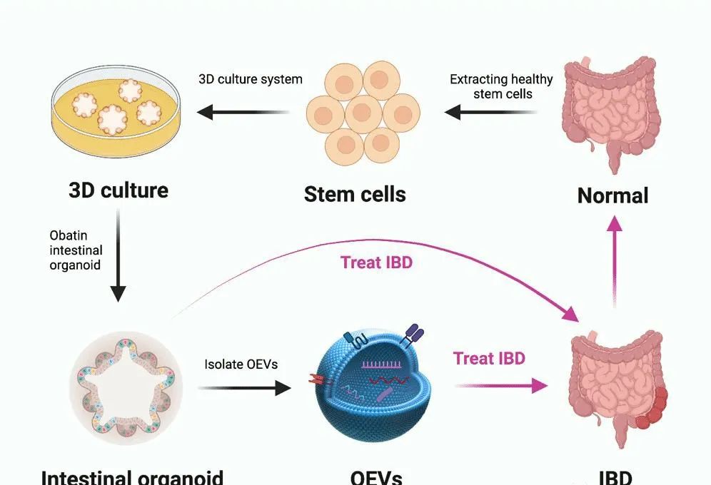 肠道菌群 肠道菌群