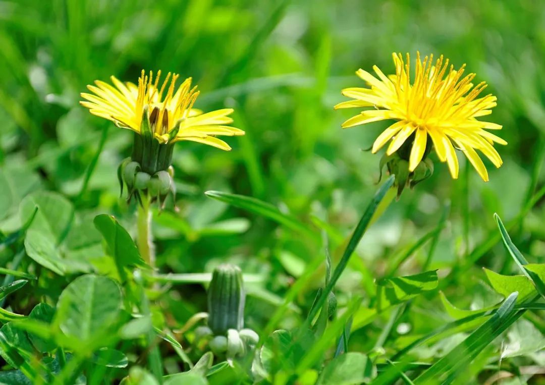 中医典籍里早有记载春菜的妙用 中医典籍里早有记载春菜的妙用