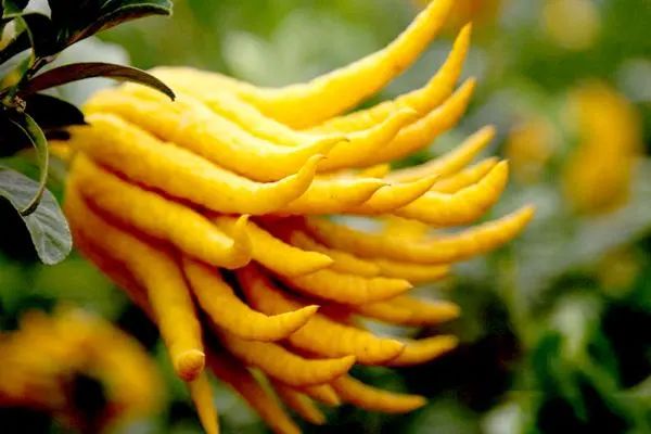 春困不是懒，而是肝脾失调了！一碗汤唤醒被"湿被子"裹住的身体